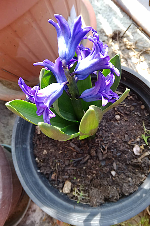 Hyacinthus orientalis